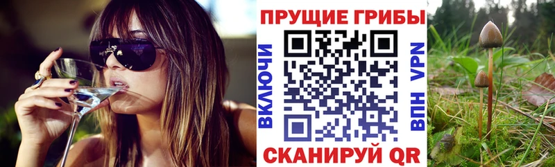 Галлюциногенные грибы Psilocybine cubensis  Иркутск 